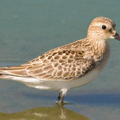 Baird's Sandpiper